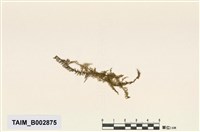 藏品(灰苔屬)的圖片